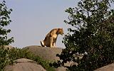 TANZANIA - Serengeti National Park - Leonessa su Kopjies - 08